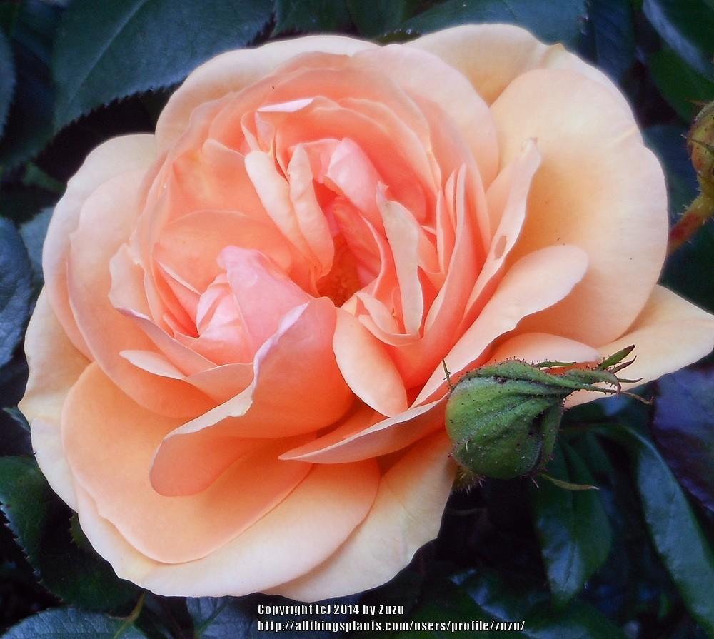 Photo of Rose (Rosa 'Sundowner') uploaded by zuzu