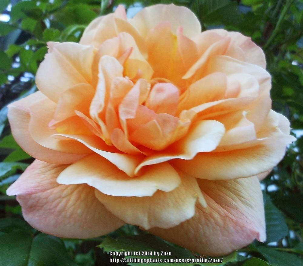 Photo of Rose (Rosa 'Autumn Sunset') uploaded by zuzu