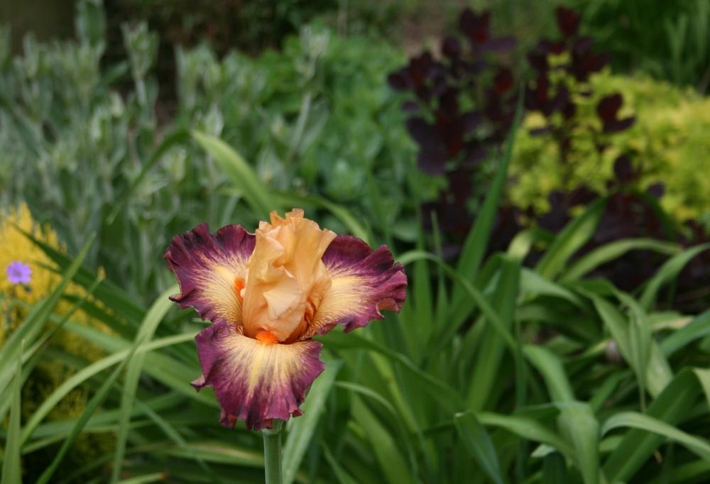 Photo of Tall Bearded Iris (Iris 'Jazz Band') uploaded by Calif_Sue