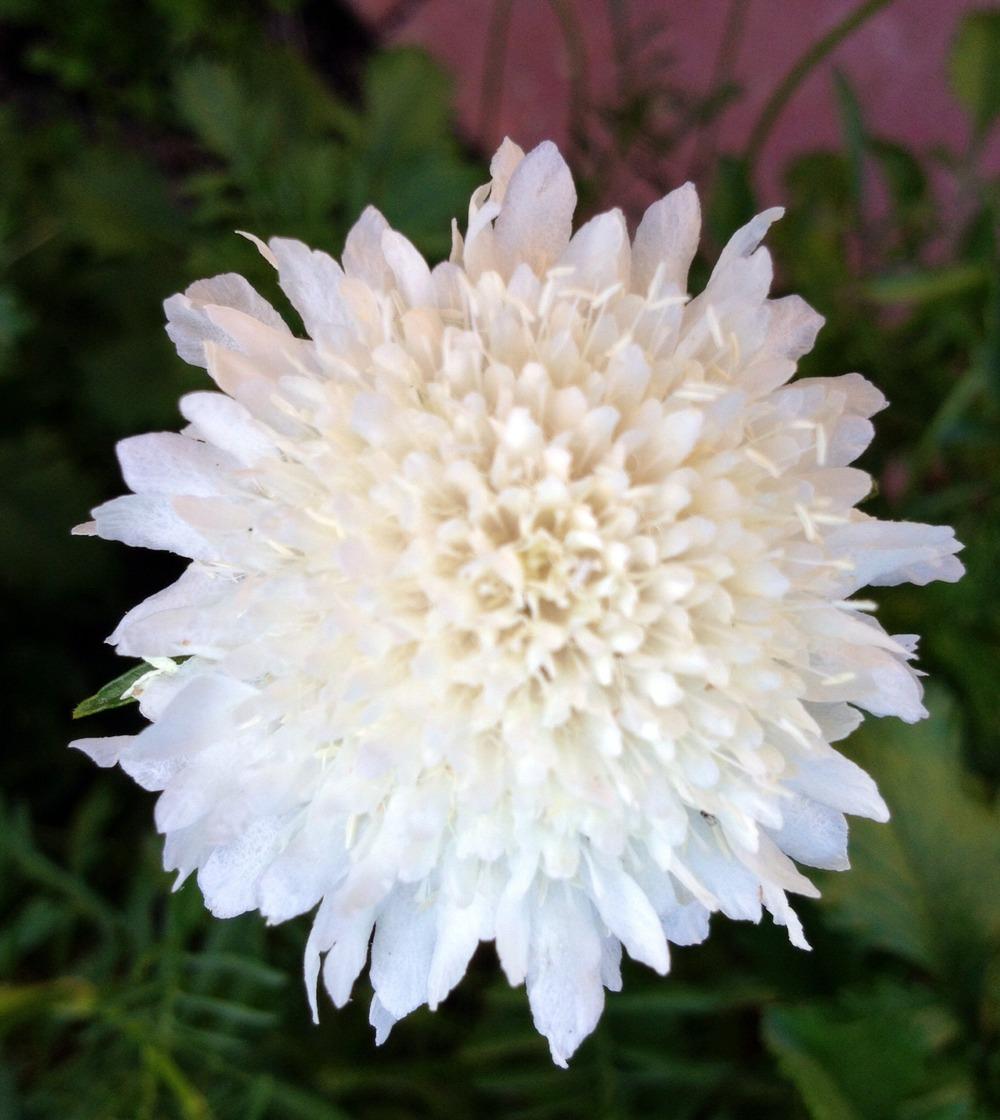 Photo of Pincushion Flower (Sixalix atropurpurea subsp. atropurpurea 'Snowmaiden') uploaded by Ecograndma
