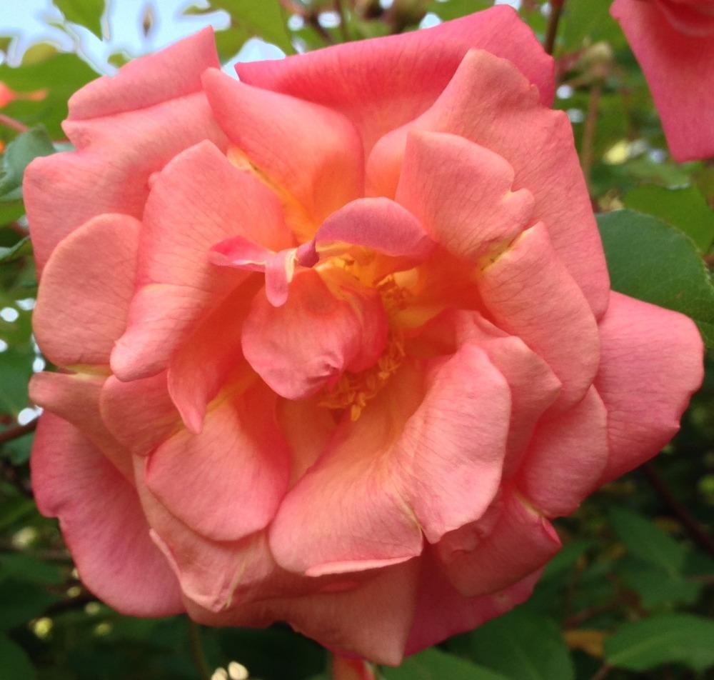 Photo of Rose (Rosa 'Comtesse du Cayla') uploaded by HamiltonSquare