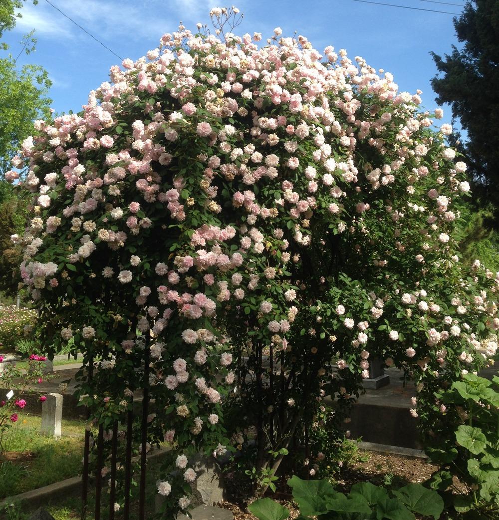 Photo of Climbing Polyantha Rose (Rosa 'Cecile Brunner, Cl.') uploaded by HamiltonSquare