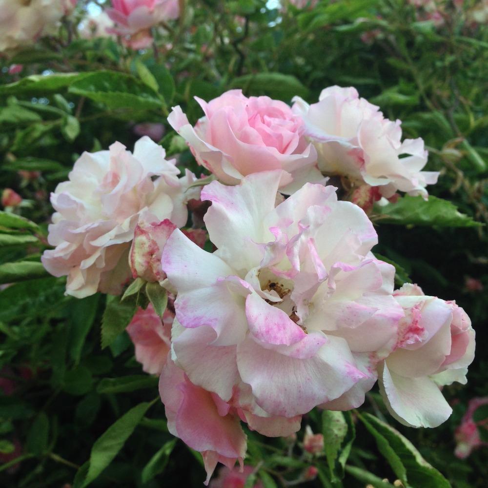 Photo of Rambling Rose (Rosa 'Tausendschon') uploaded by HamiltonSquare