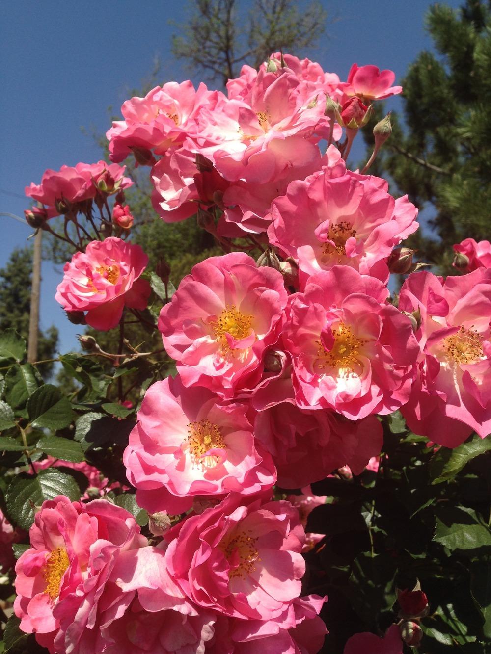Photo of Roses (Rosa) uploaded by HamiltonSquare