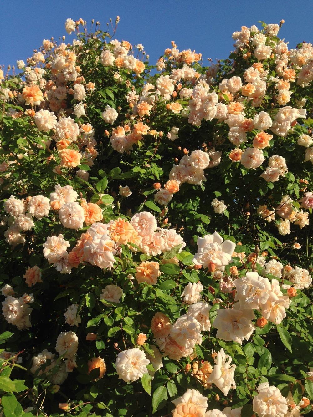 Photo of Rose (Rosa 'Perle d'Or') uploaded by HamiltonSquare