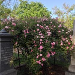 Location: Historic Rose Garden, Historic City Cemetery, Sacramento CA.
Date: 2014-04-15