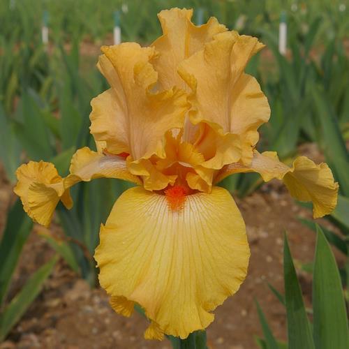 Photo of Tall Bearded Iris (Iris 'Feu Follet') uploaded by Misawa77