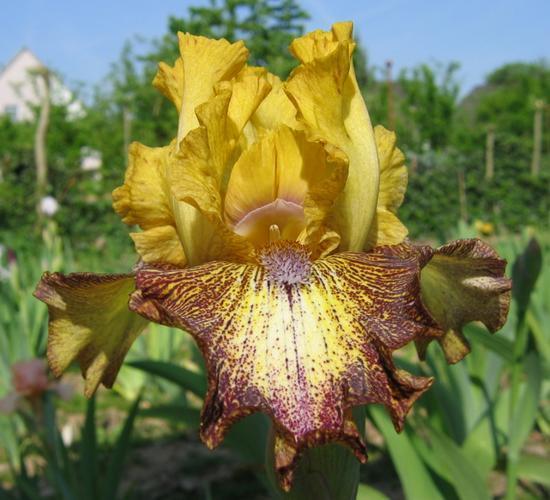Photo of Intermediate Bearded Iris (Iris 'Petit Tigre') uploaded by Misawa77