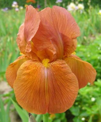 Photo of Tall Bearded Iris (Iris 'Danse du Feu') uploaded by Misawa77