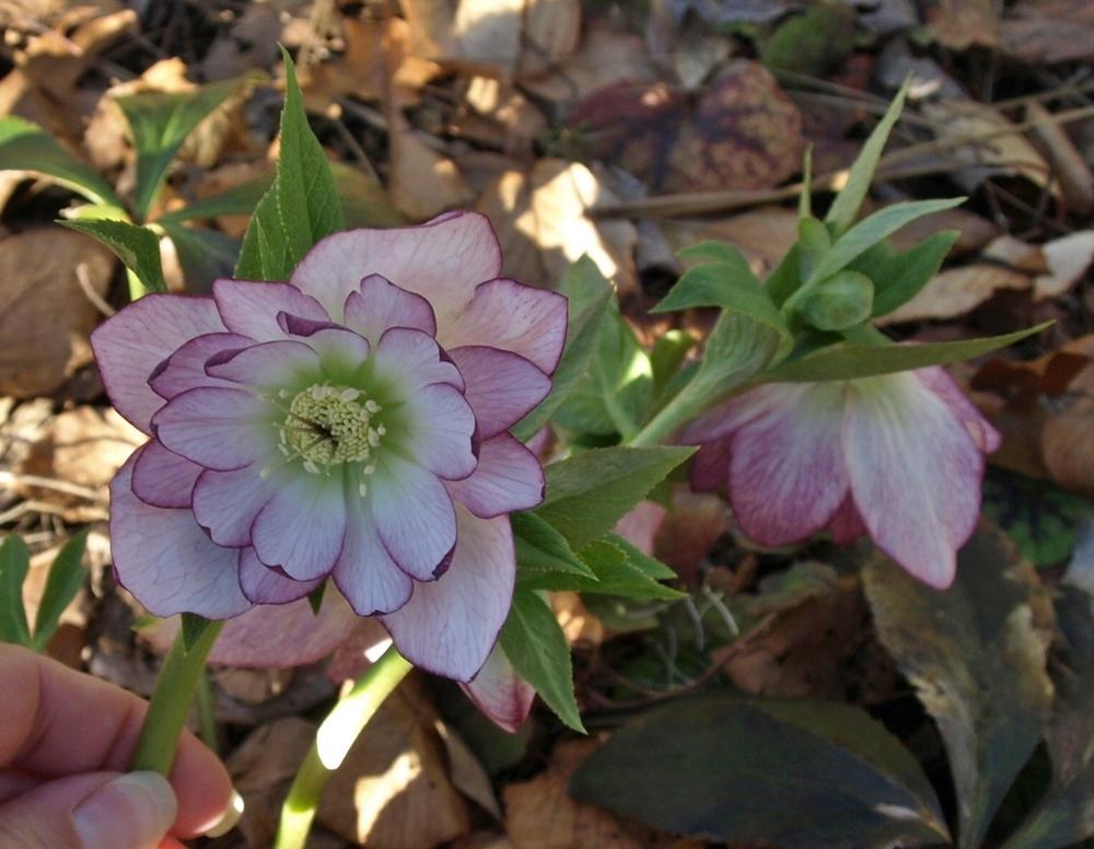 Photo of Double Hellebore (Helleborus Winter Jewels™ Peppermint Ice) uploaded by Onewish1