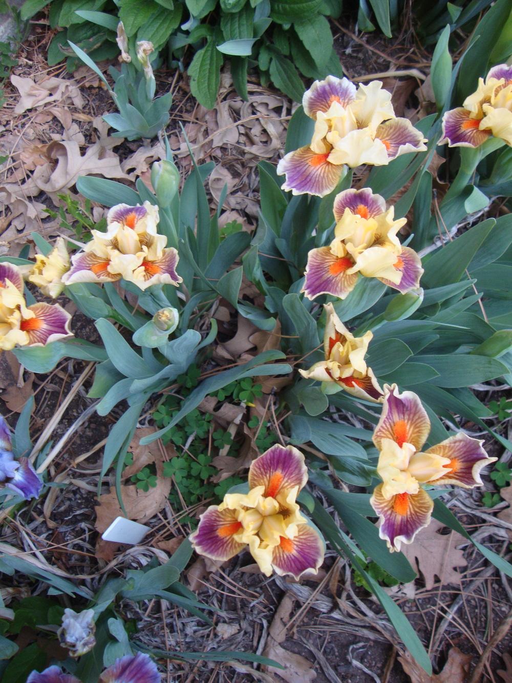 Photo of Standard Dwarf Bearded Iris (Iris 'Zooboomafoo') uploaded by Paul2032