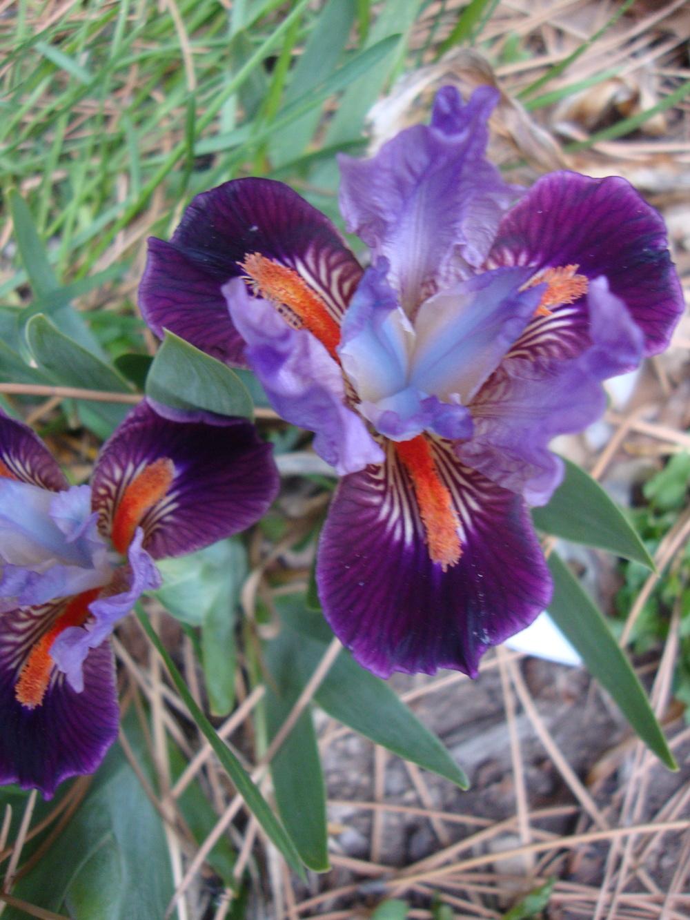 Photo of Miniature Dwarf Bearded Iris (Iris 'Keeno') uploaded by Paul2032