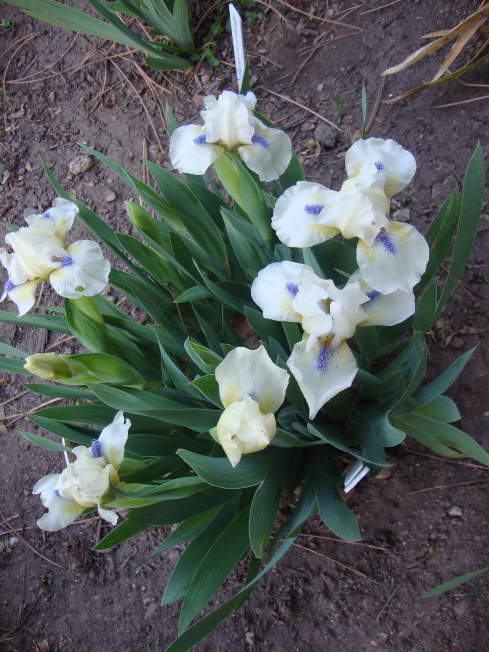 Photo of Standard Dwarf Bearded Iris (Iris 'Serenity Prayer') uploaded by Paul2032
