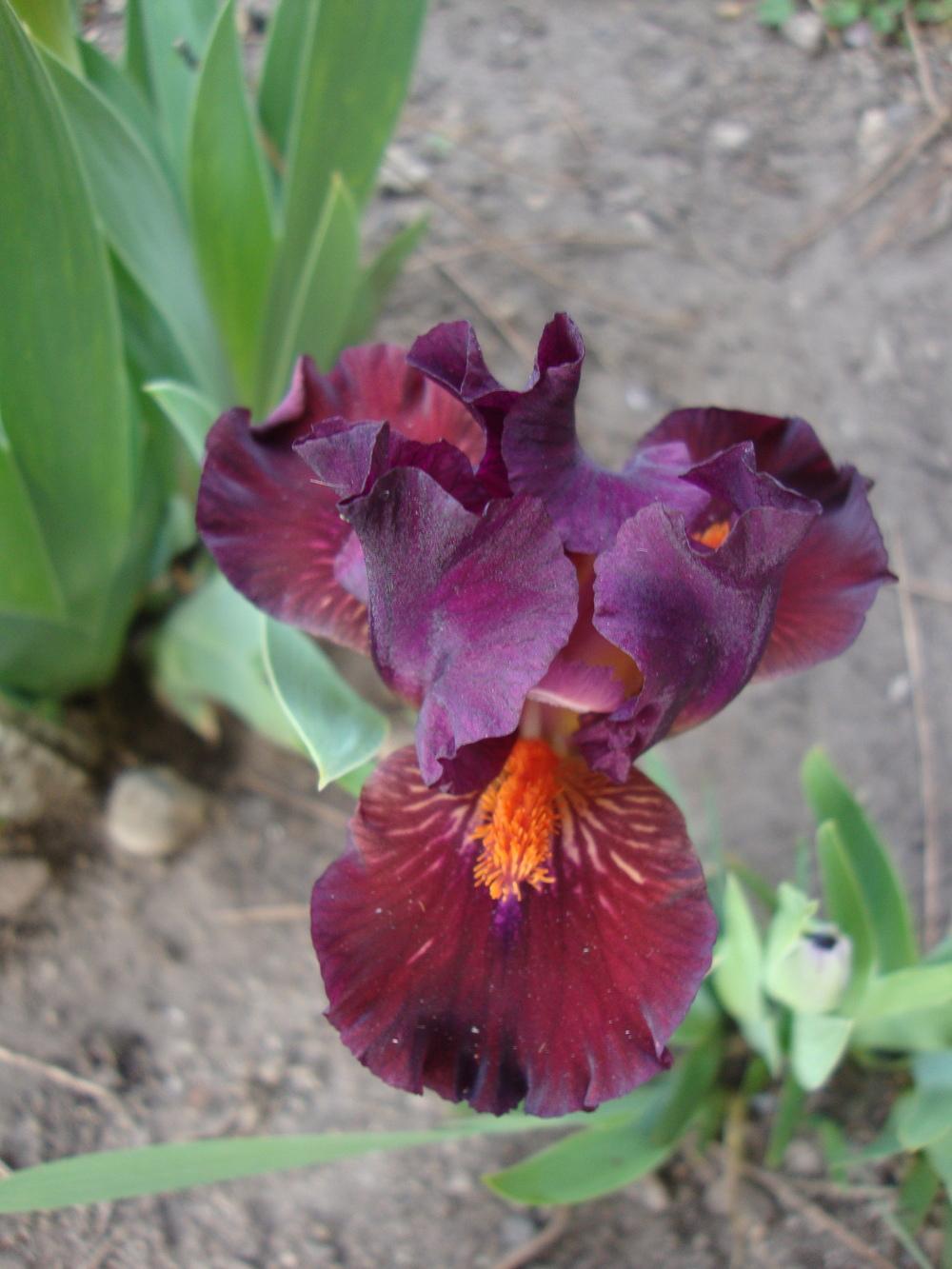 Photo of Standard Dwarf Bearded Iris (Iris 'Matador's Cape') uploaded by Paul2032
