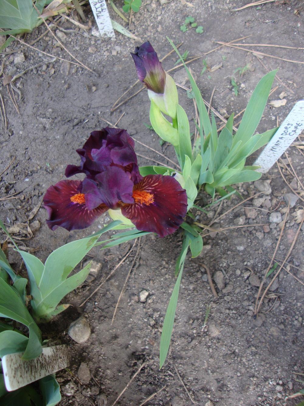 Photo of Standard Dwarf Bearded Iris (Iris 'Matador's Cape') uploaded by Paul2032