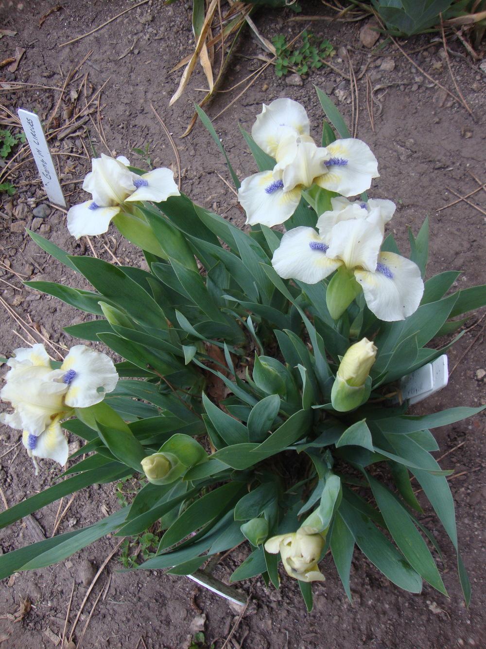 Photo of Standard Dwarf Bearded Iris (Iris 'Serenity Prayer') uploaded by Paul2032