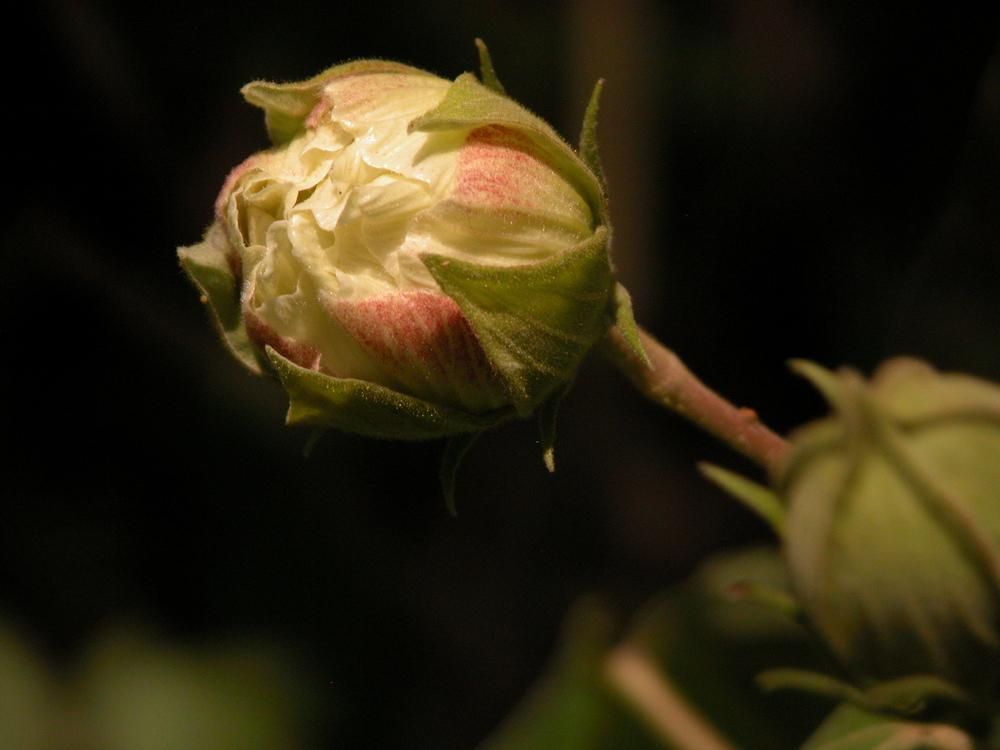Photo of Confederate Rose (Hibiscus mutabilis) uploaded by Seedfork