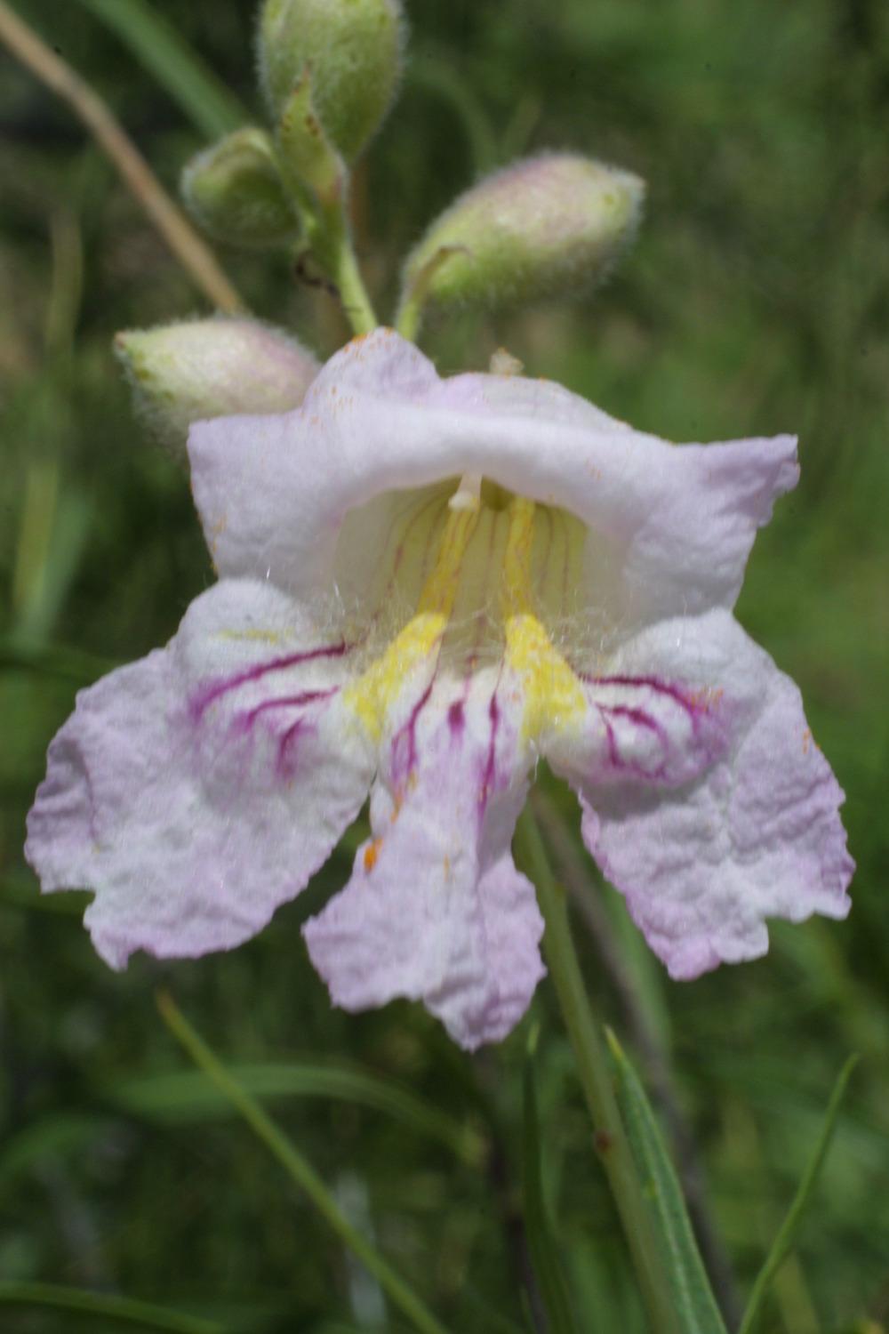 Photo of Desert Willow (Chilopsis linearis) uploaded by SongofJoy