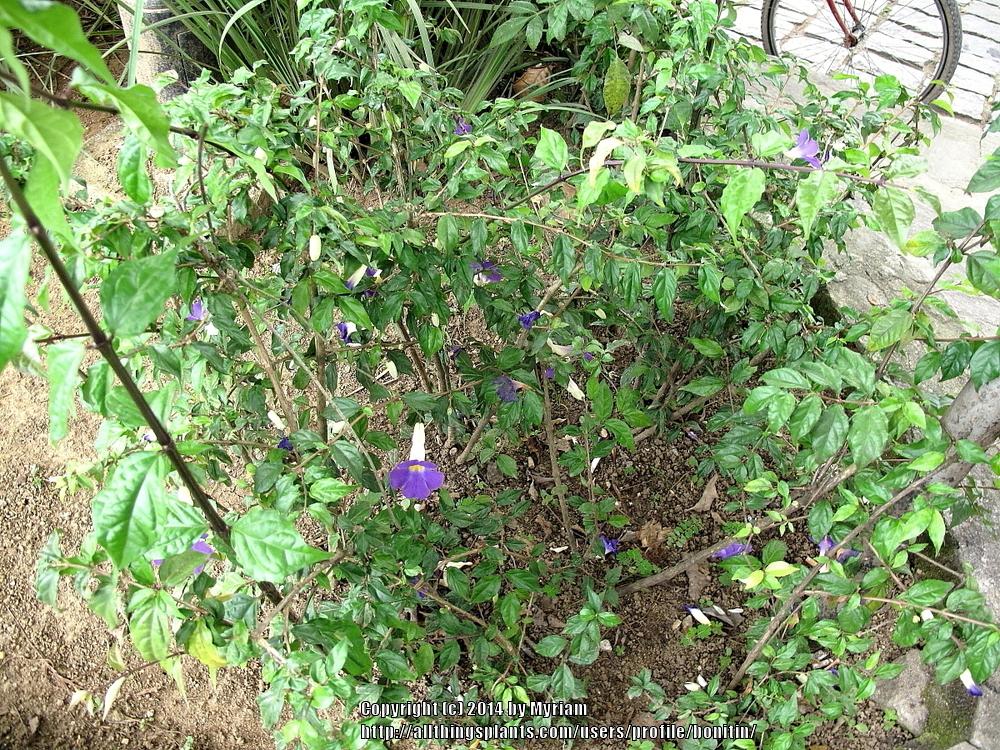 Photo of King's Mantle (Thunbergia erecta) uploaded by bonitin