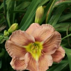 
Courtesy of Oakes Daylilies. Used with Permission.