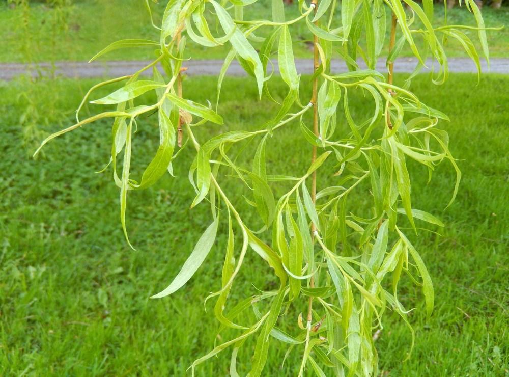 Photo of Weeping Willow (Salix babylonica) uploaded by Bonehead
