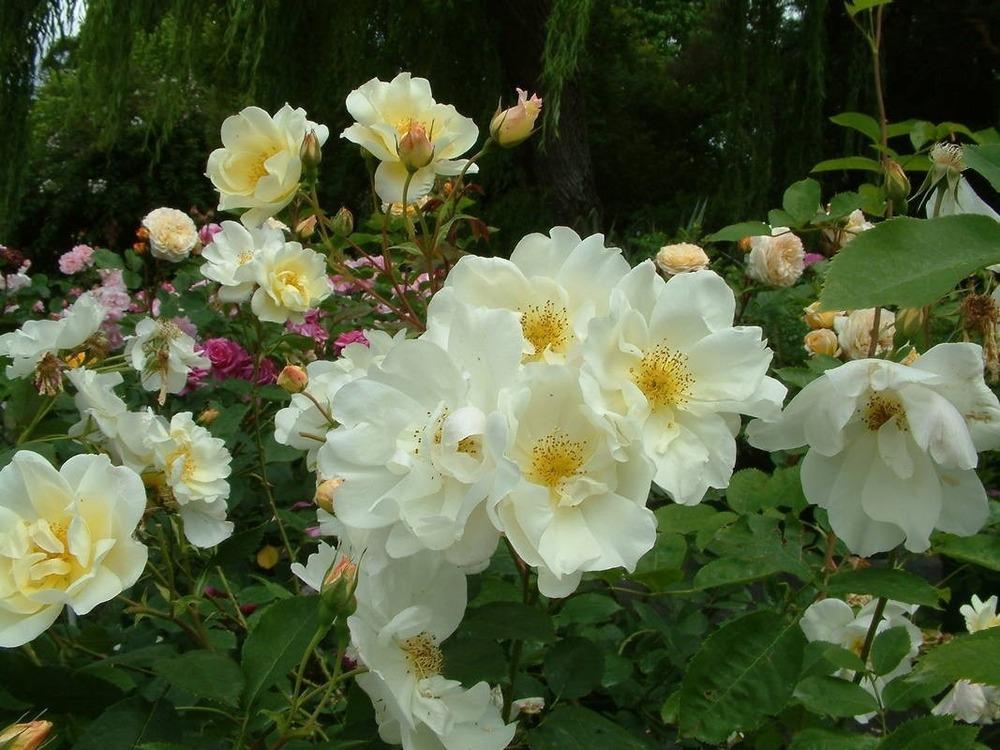 Photo of Rose (Rosa 'Windrush') uploaded by Calif_Sue
