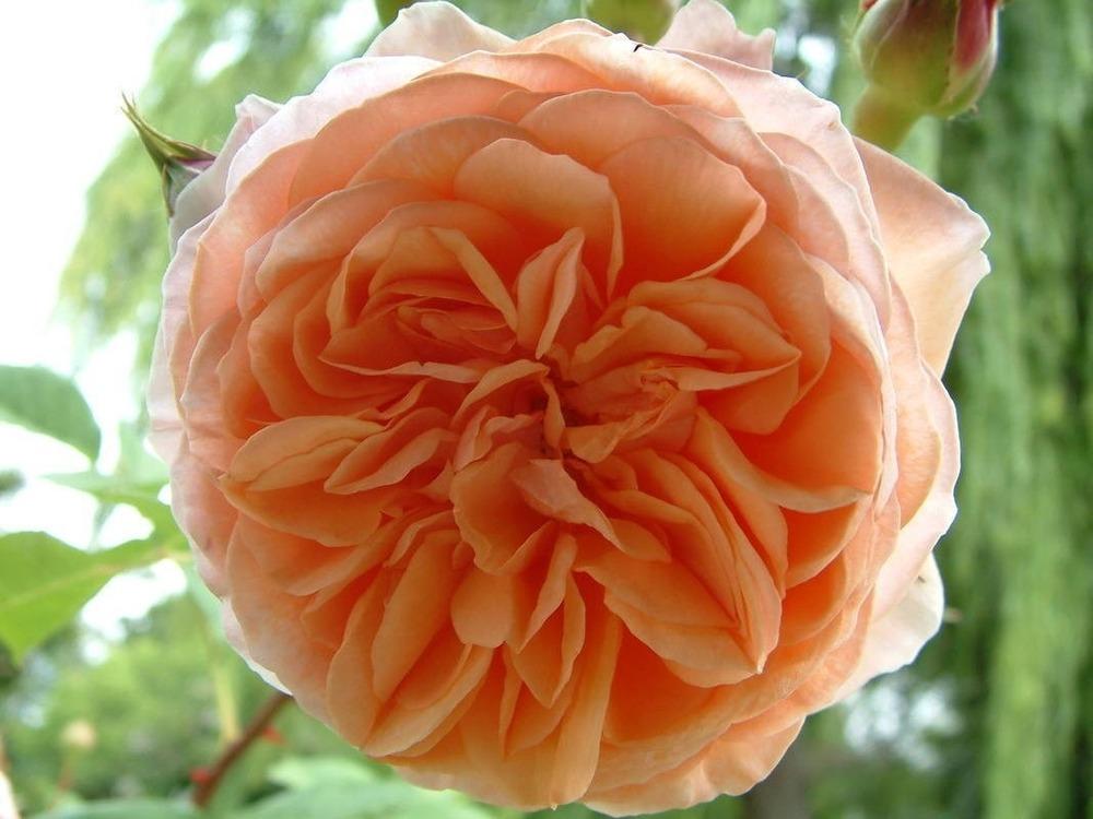 Photo of English Shrub Rose (Rosa 'William Morris') uploaded by Calif_Sue