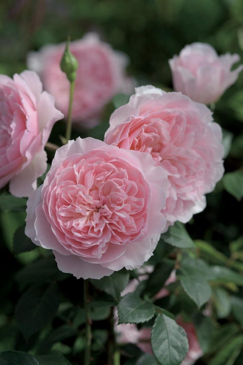 Photo of Rose (Rosa 'Wisley 2008') uploaded by Calif_Sue