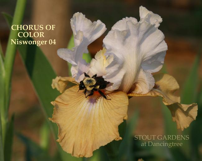 Photo of Tall Bearded Iris (Iris 'Chorus of Colors') uploaded by Calif_Sue