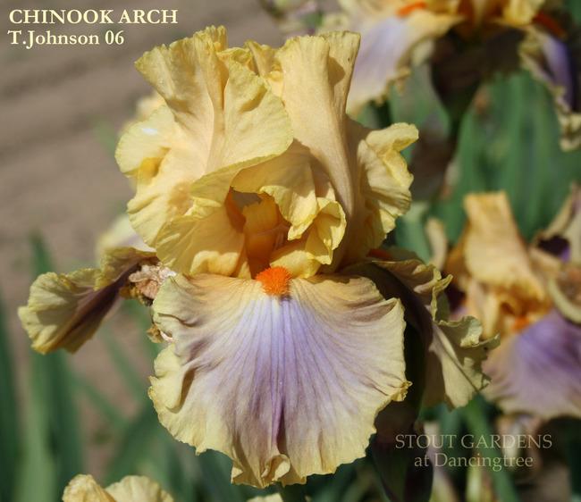 Photo of Tall Bearded Iris (Iris 'Chinook Arch') uploaded by Calif_Sue