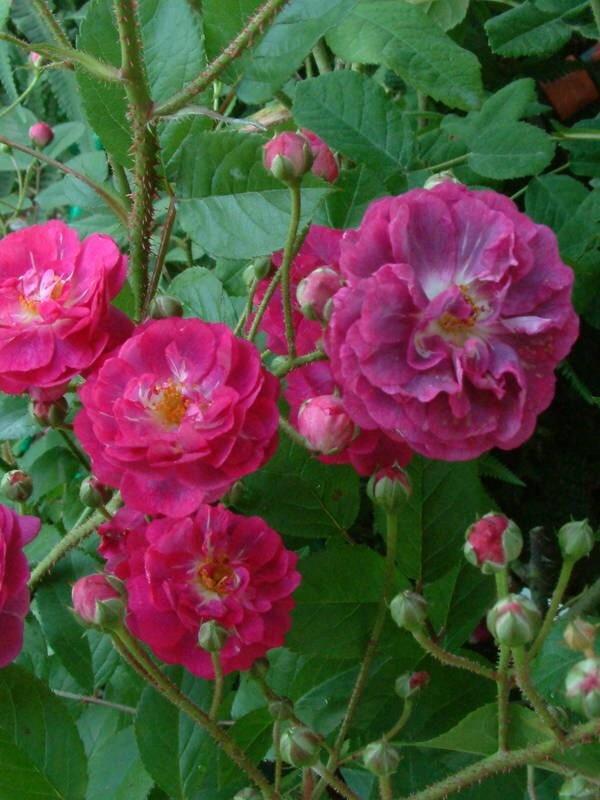 Photo of Rose (Rosa 'Baby Faurax') uploaded by Calif_Sue