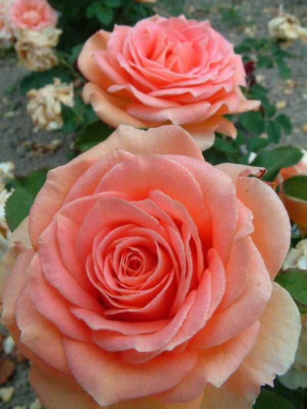 Photo of Rose (Rosa 'Amazon') uploaded by Calif_Sue