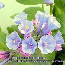 Location: Zone 5 Indiana
Date: 2014-04-17
Virginia Bluebells  Virginia Bluebell’s gorgeous flowers start 