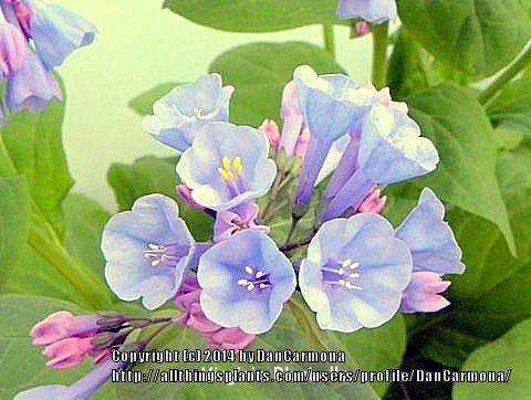 Photo of Virginia Bluebells (Mertensia virginica) uploaded by DanCarmona