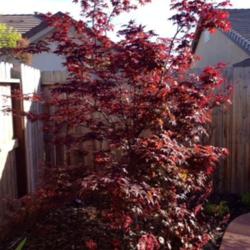 Location: In backyard, Elk Grove, CA
Date: 2014-4-16
Japanese Maple "Bloodgood"