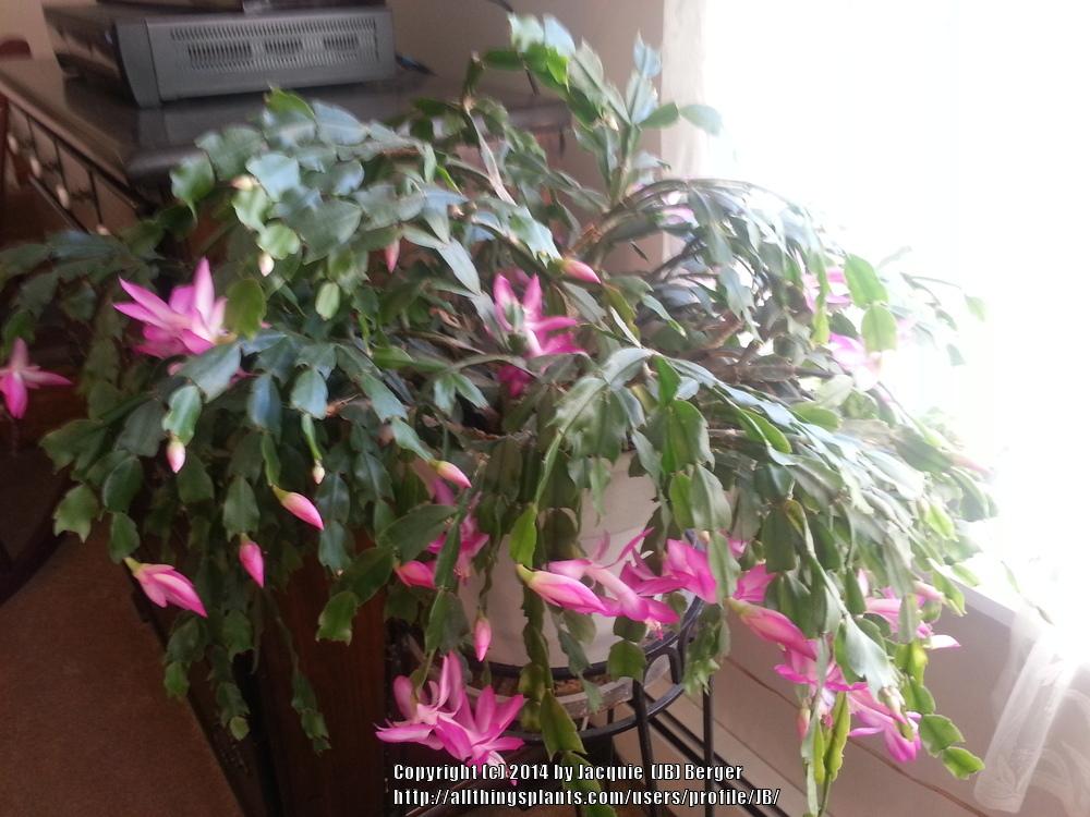 Photo of Christmas Cactus (Schlumbergera truncata) uploaded by JB