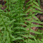 New spring growth on a young fern