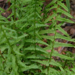 Location: Enterprise, Al. 36330
Date: 2014-04-17
New spring growth on a young fern