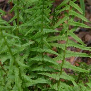 New spring growth on a young fern