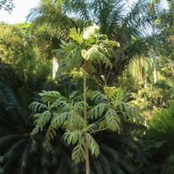 Location: Botanical Garden, Rio de Janeiro, Brazil
Date: 2014-02-03
Young tree.