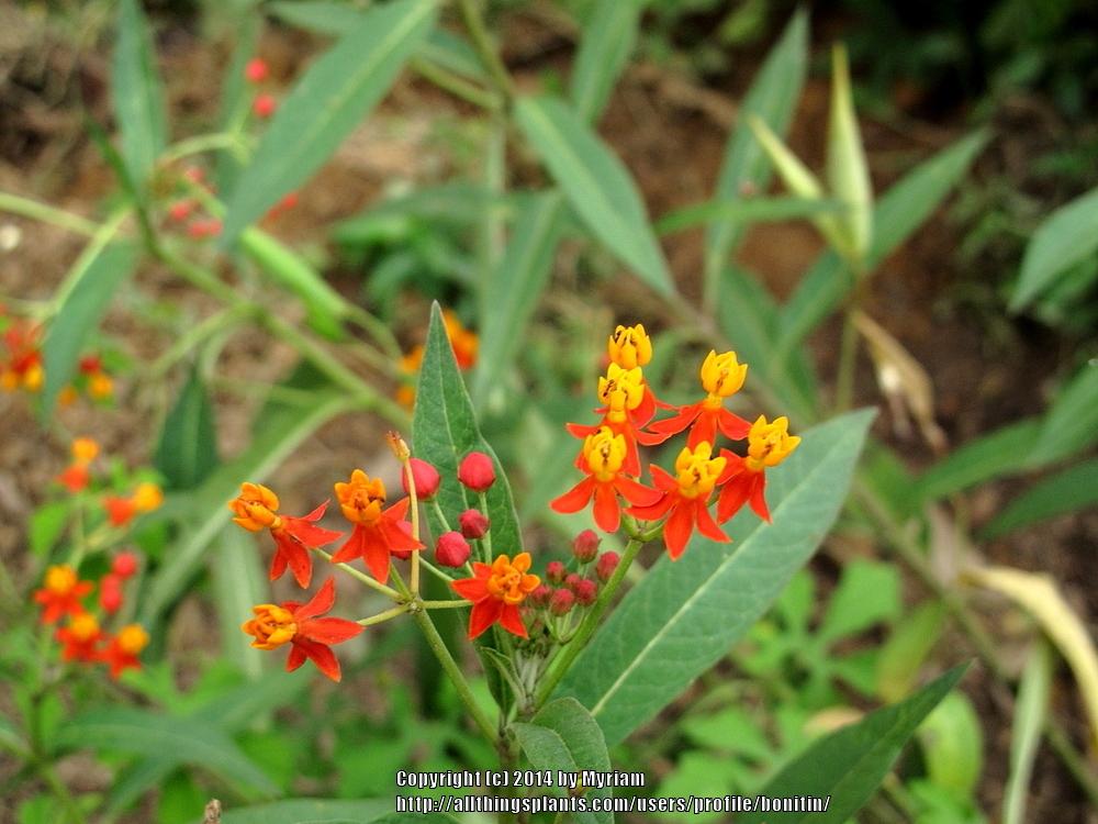 Photo of Tropical Milkweed (Asclepias curassavica) uploaded by bonitin
