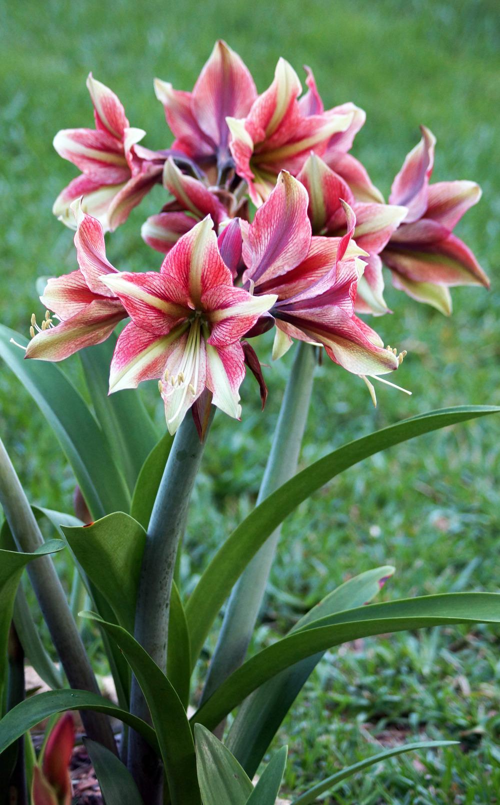 Photo of Hippeastrum 'Opal Star' uploaded by bsharf