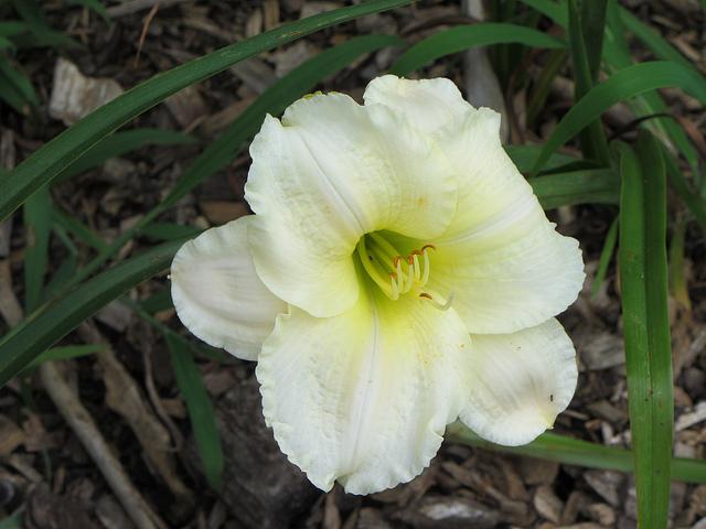 Photo of Daylily (Hemerocallis 'Indy Sculptured Ice') uploaded by chalyse