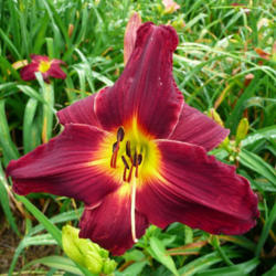 
Photo Courtesy of Valley of the Daylilies. Used with Permission.