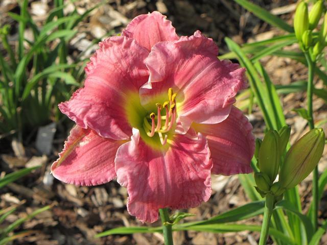 Photo of Daylily (Hemerocallis 'Indy Frosted Pink') uploaded by chalyse