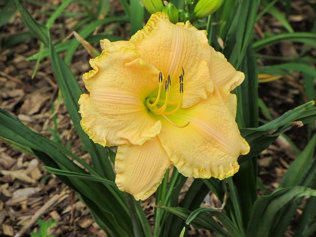 Photo of Daylily (Hemerocallis 'Just Another Love') uploaded by chalyse