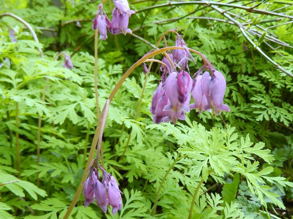 Photo of Pacific Bleeding Heart (Dicentra formosa) uploaded by Bonehead