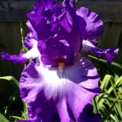Location: In backyard, Elk Grove, CA
Date: 2014-4-17
Cherished Friendship Iris
