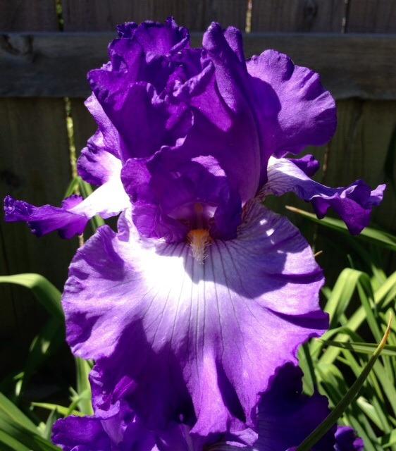 Photo of Tall Bearded Iris (Iris 'Cherished Friendship') uploaded by Ecograndma