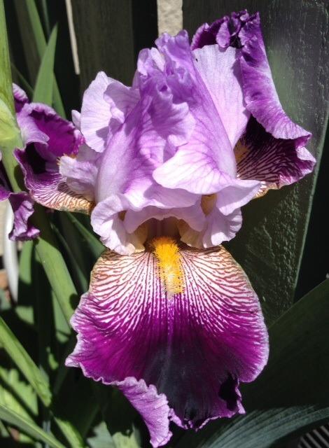 Photo of Tall Bearded Iris (Iris 'Street Walker') uploaded by Ecograndma